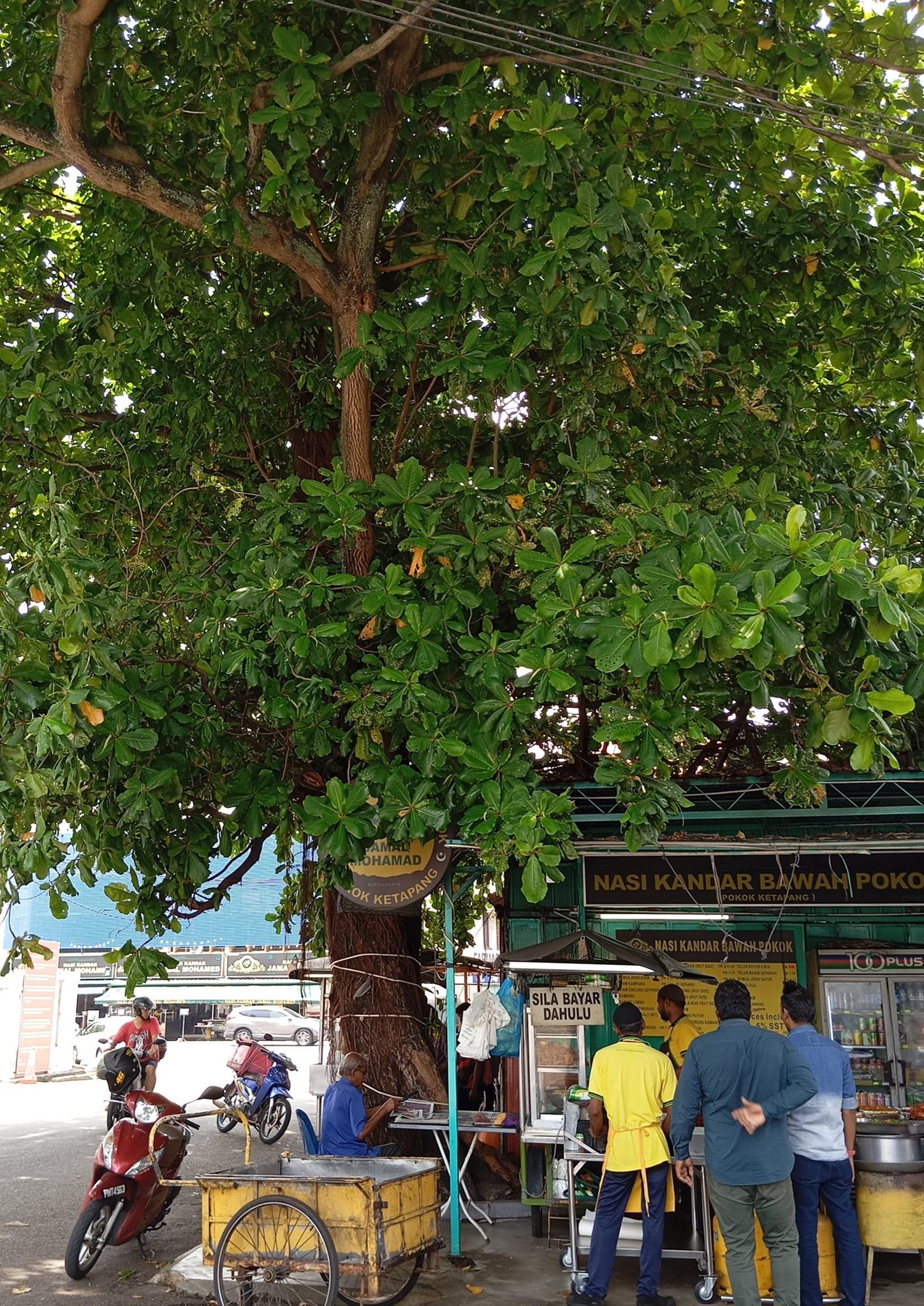 Nasi Kandar Beratoq Pokok Ketapang