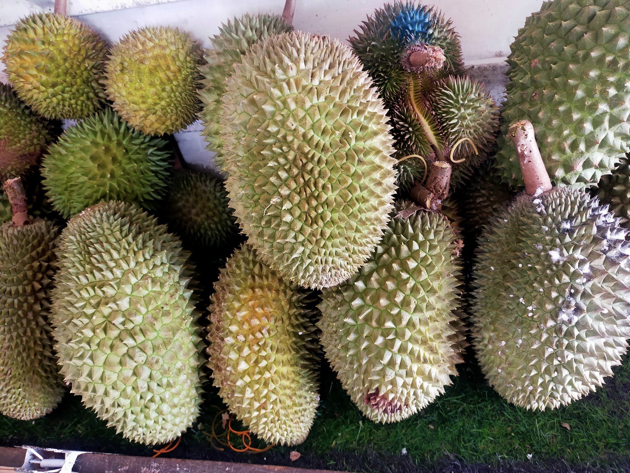 Malacca Durian Heng