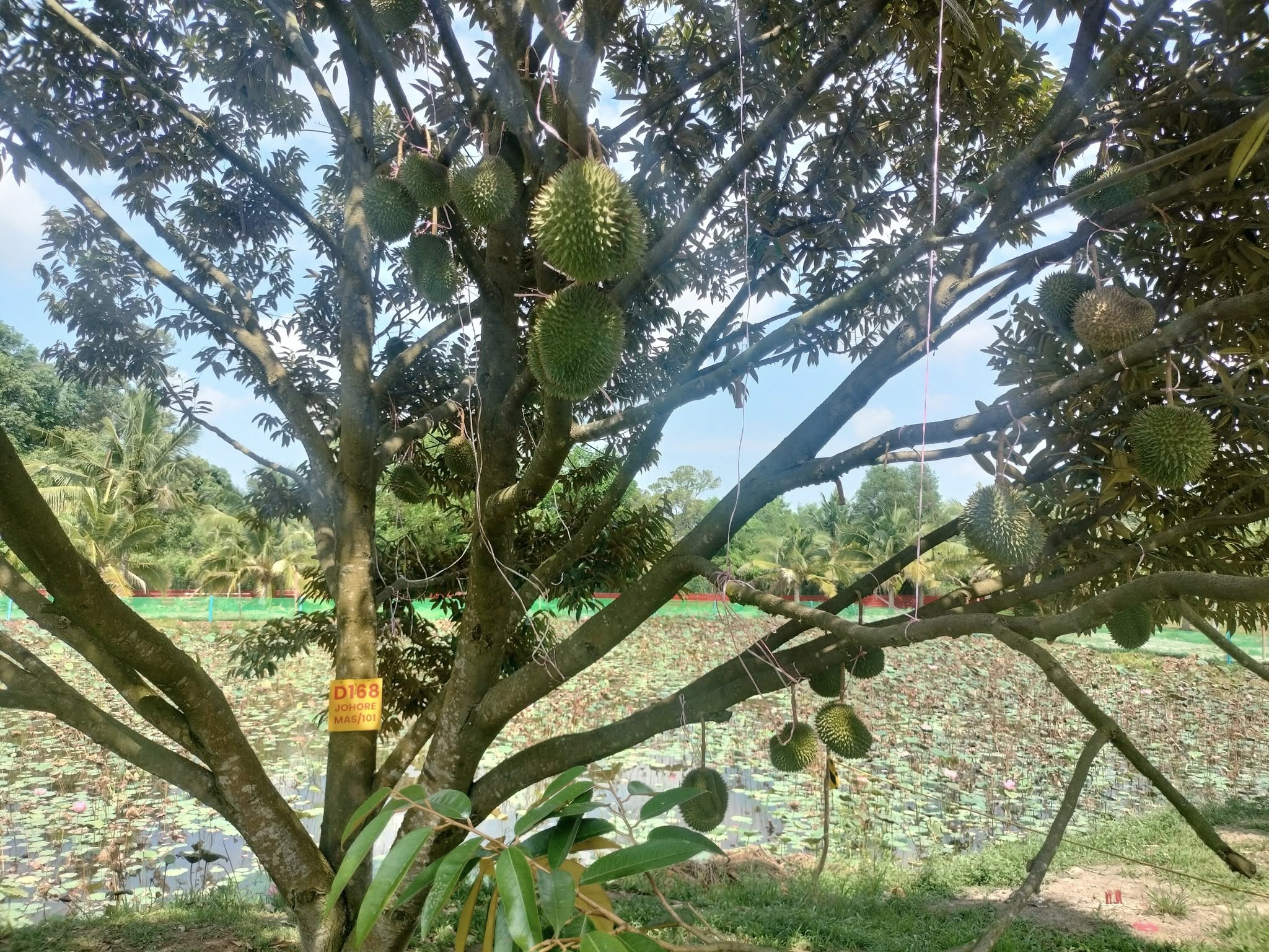 ch durian farm