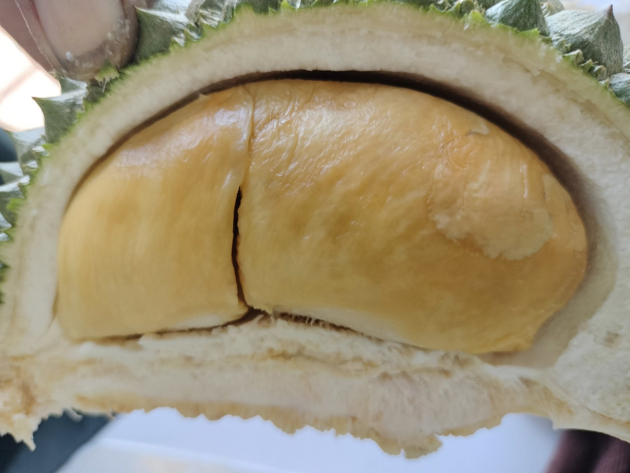 ch_durian_farm_jun2025_taikweefatt_02