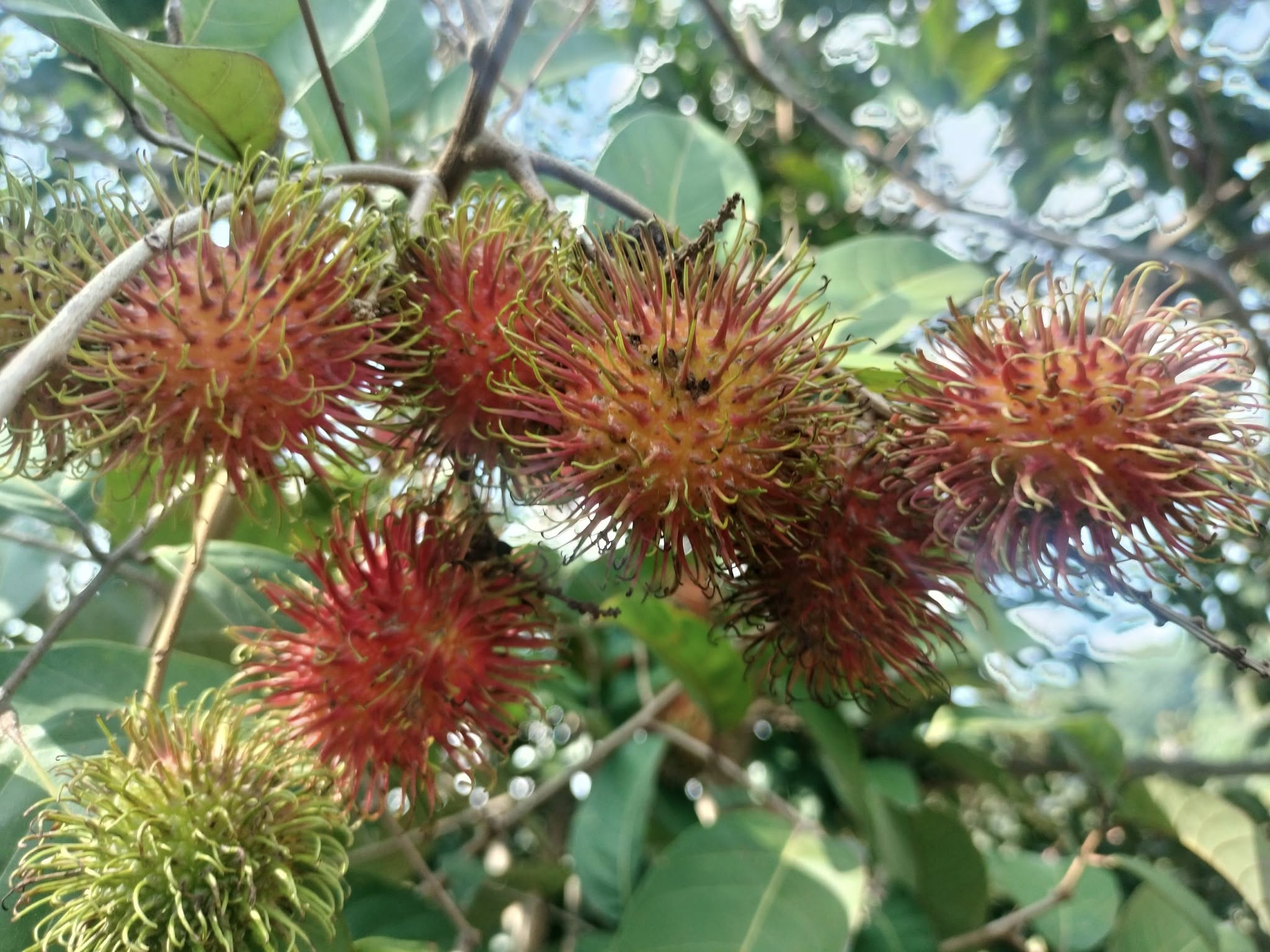 ch durian farm