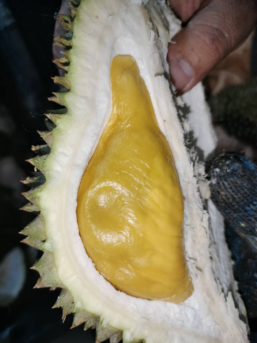durian_tiang_dua_jun2025_taikweefatt_01