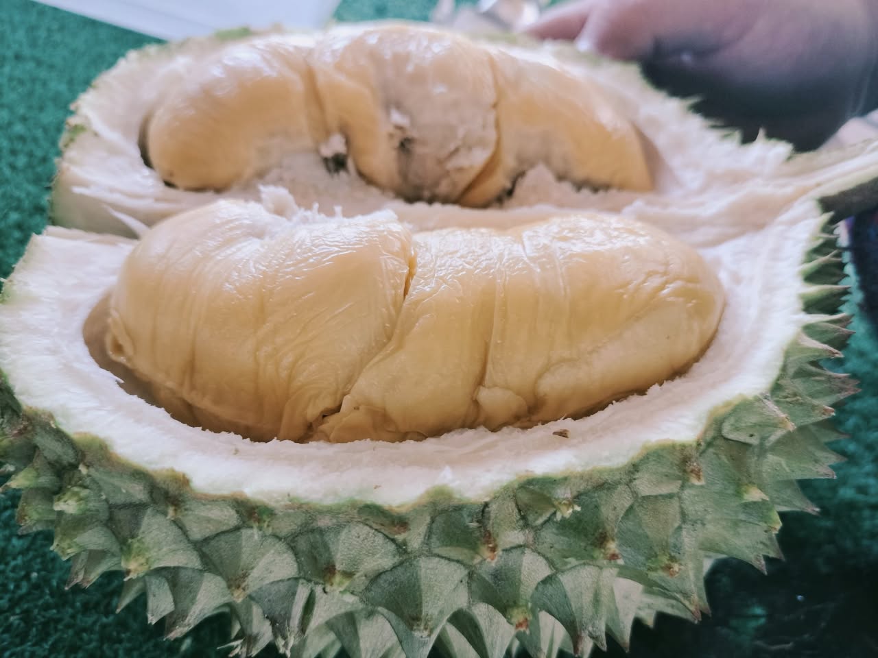 durian_wenny_guar_kepah_jul2025_taikweefatt_02