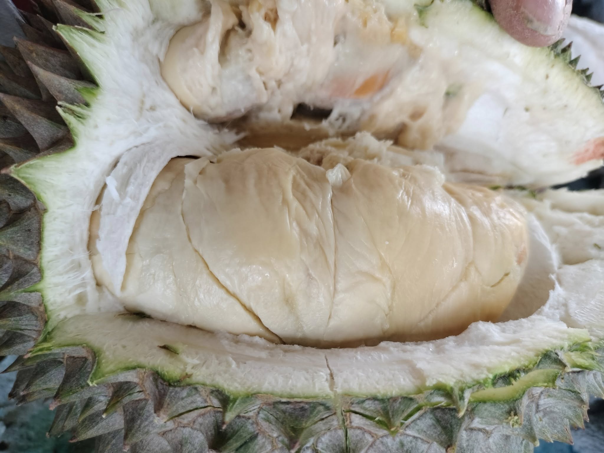 uncle loy durian farm