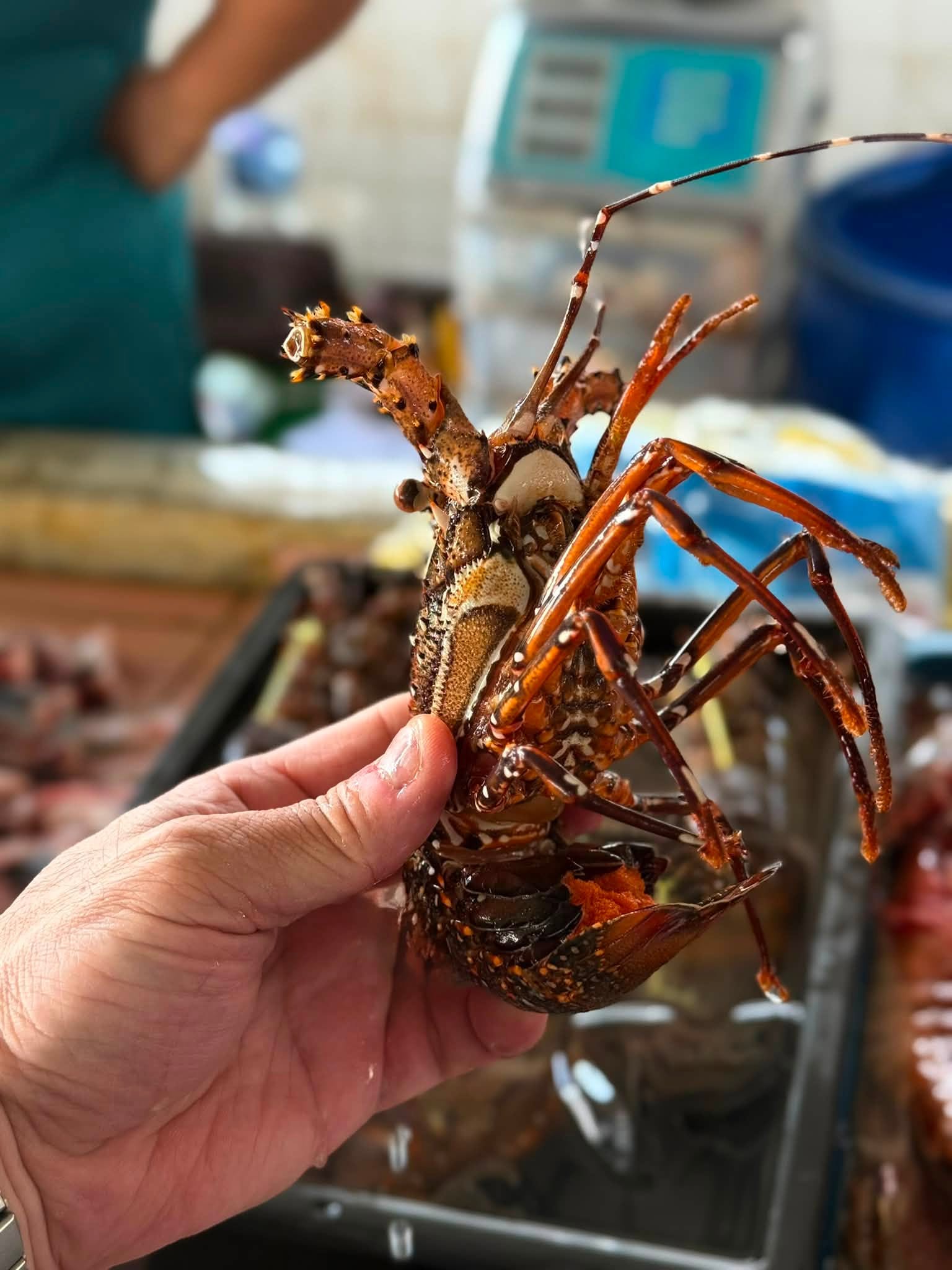 pasar_besar_kota_kinabalu_aug2026_stevencttea_05